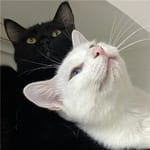 Laura Gutiérrez avatar