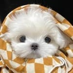 Elena Navarro avatar