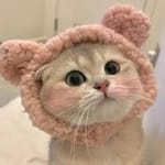 Braulio Borja avatar